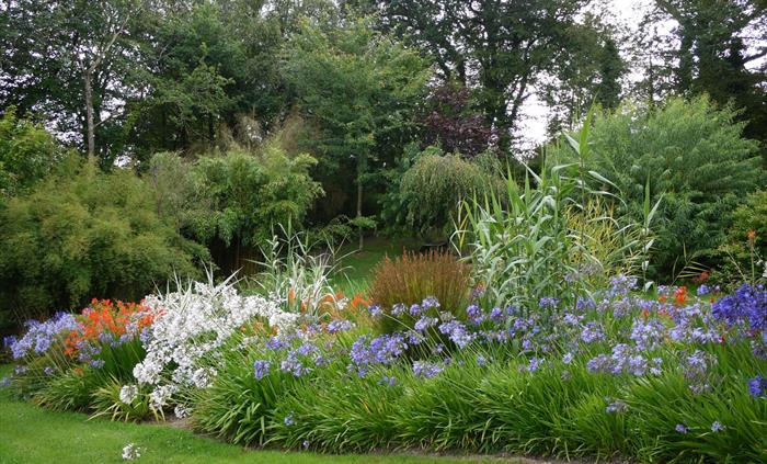 Agapanthus bed with Crocosmia - August